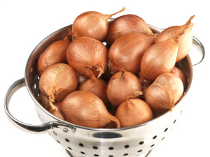 Onion - Shallot